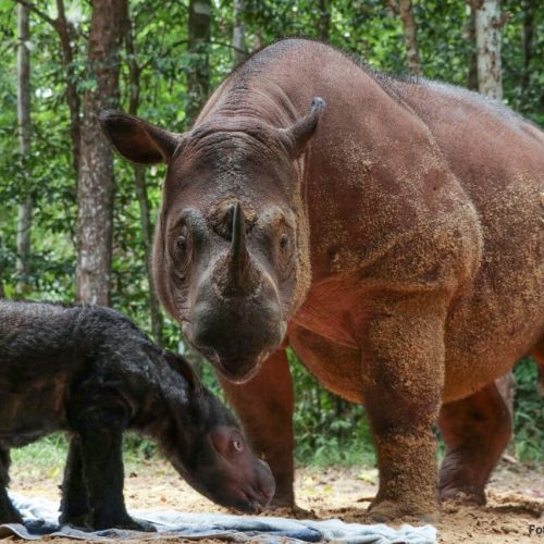 Badak Sumatera Kembali Lahir di TN Way Kambas
