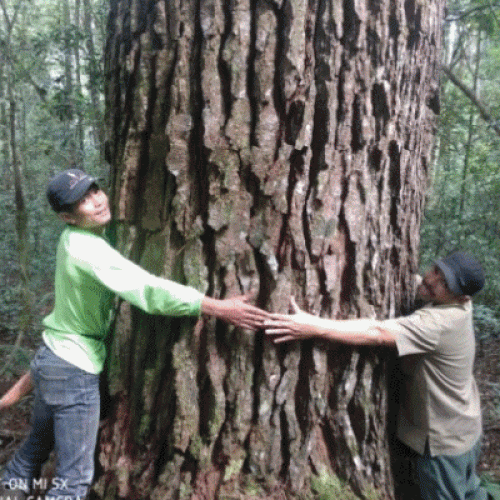 animasi_Pinus_Merkusii_Terbesar_di_Dunia1