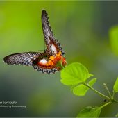 cethosia