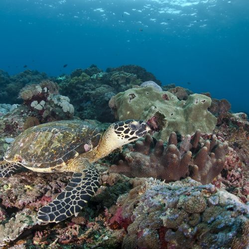 indonesia-bali-nusa-lembongan-hawksbill-turtle-eretmochelys-imbricata