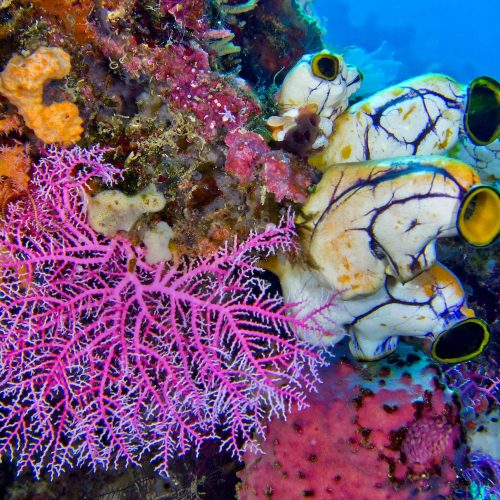 Tunicates, Lembeh, Indonesia